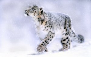 Обои для рабочего стола: Снежный леопард