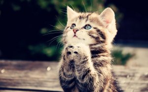 Обои для рабочего стола: Кошачья молитва