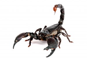 Scorpion - скачать обои на рабочий стол