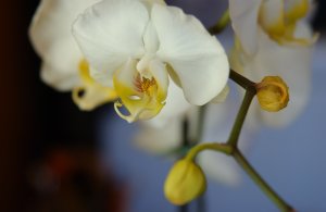 Желтая орхидея - скачать обои на рабочий стол