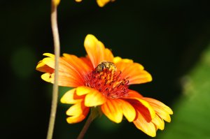 Пчелка и цветок - скачать обои на рабочий стол