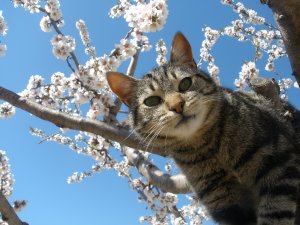 Обои для рабочего стола: Кот в цветущем саду