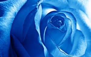 Обои для рабочего стола: Синяя роза