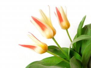 Остроконечные тюльпаны - скачать обои на рабочий стол