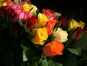 Разноцветные розы - скачать обои на рабочий стол