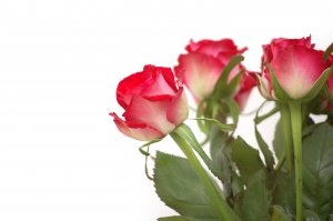 Розы в подарок - скачать обои на рабочий стол