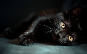 Обои для рабочего стола: Черный котенок