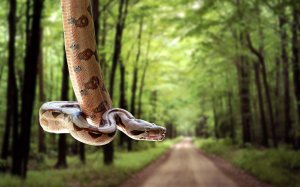 Змея в лесу - скачать обои на рабочий стол