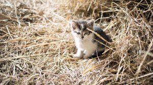Котенок в сене - скачать обои на рабочий стол