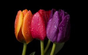 Капли росы на тюльпанах - скачать обои на рабочий стол