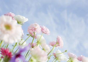 Нежные весенние цветы - скачать обои на рабочий стол