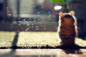 Котенок и пузыри - скачать обои на рабочий стол