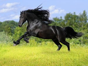 Черный конь - скачать обои на рабочий стол
