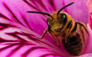 Пушистая пчелка - скачать обои на рабочий стол