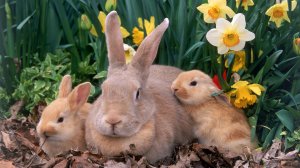 Семейство кроликов - скачать обои на рабочий стол