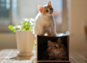 Обои для рабочего стола: Коробка и котята