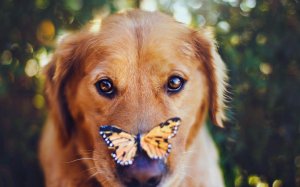 Обои для рабочего стола: Пес с бабочкой