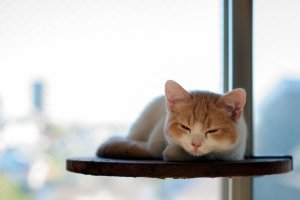 Обои для рабочего стола: Сонный кот