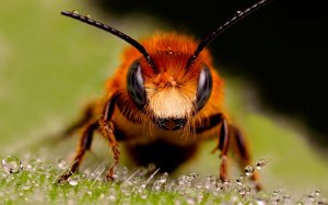 Мохнатая пчела - скачать обои на рабочий стол