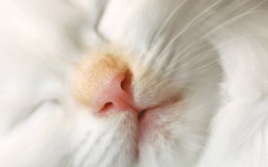 Обои для рабочего стола: Белый котенок спит