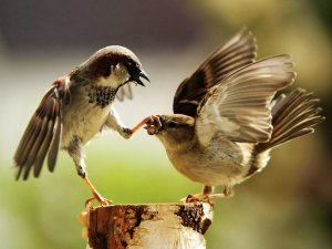 Птичья ссора - скачать обои на рабочий стол