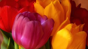 Обои для рабочего стола: Разноцветные тюльпан...