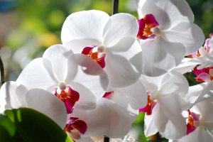Россыпь белоснежных орхидей - скачать обои на рабочий стол