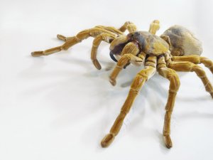Обои для рабочего стола: Гигантский паук