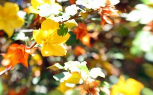 Россыпь золотой листвы - скачать обои на рабочий стол