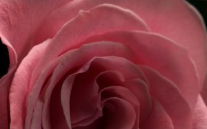 Обои для рабочего стола: Роза цвета фрезии