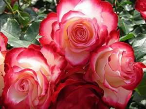 Обои для рабочего стола: Розы в розовом