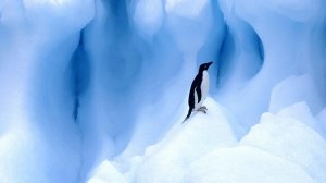 Пингвин во льдах - скачать обои на рабочий стол