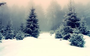 Зимний лес - скачать обои на рабочий стол