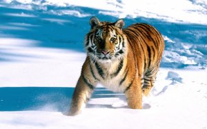 Обои для рабочего стола: Тигр на снегу