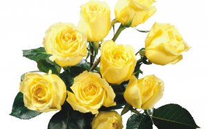 Обои для рабочего стола: Букет желтых роз