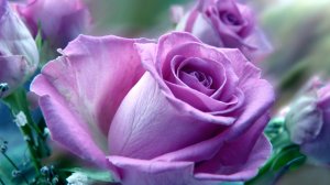 Роза цвета фуксии - скачать обои на рабочий стол