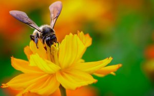 Пчела и цветок - скачать обои на рабочий стол