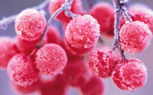 Обои для рабочего стола: Снежные ягоды