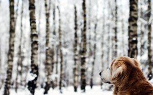 Обои для рабочего стола: Собака в зимнем лесу