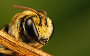 Обои для рабочего стола: Пушистая пчела