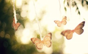 Бабочки на солнце - скачать обои на рабочий стол
