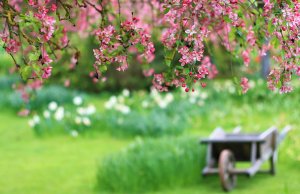 Весенний сад - скачать обои на рабочий стол