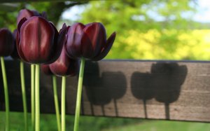 Букет бархатных тюльпанов - скачать обои на рабочий стол