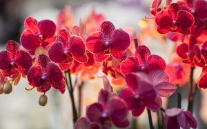 Яркие орхидеи - скачать обои на рабочий стол