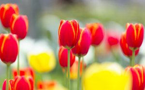 Яркие тюльпаны - скачать обои на рабочий стол