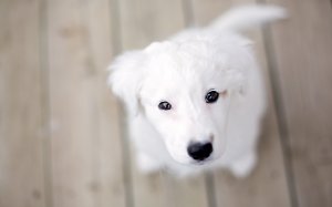 Белый пес - скачать обои на рабочий стол