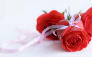 Розы под лентой - скачать обои на рабочий стол