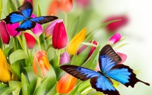 Обои для рабочего стола: Бабочки над цветами