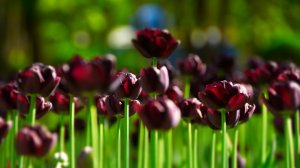 природа цветы тюльпан черный без смс