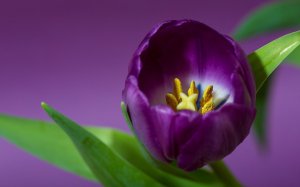 Внутри фиолетового тюльпана - скачать обои на рабочий стол